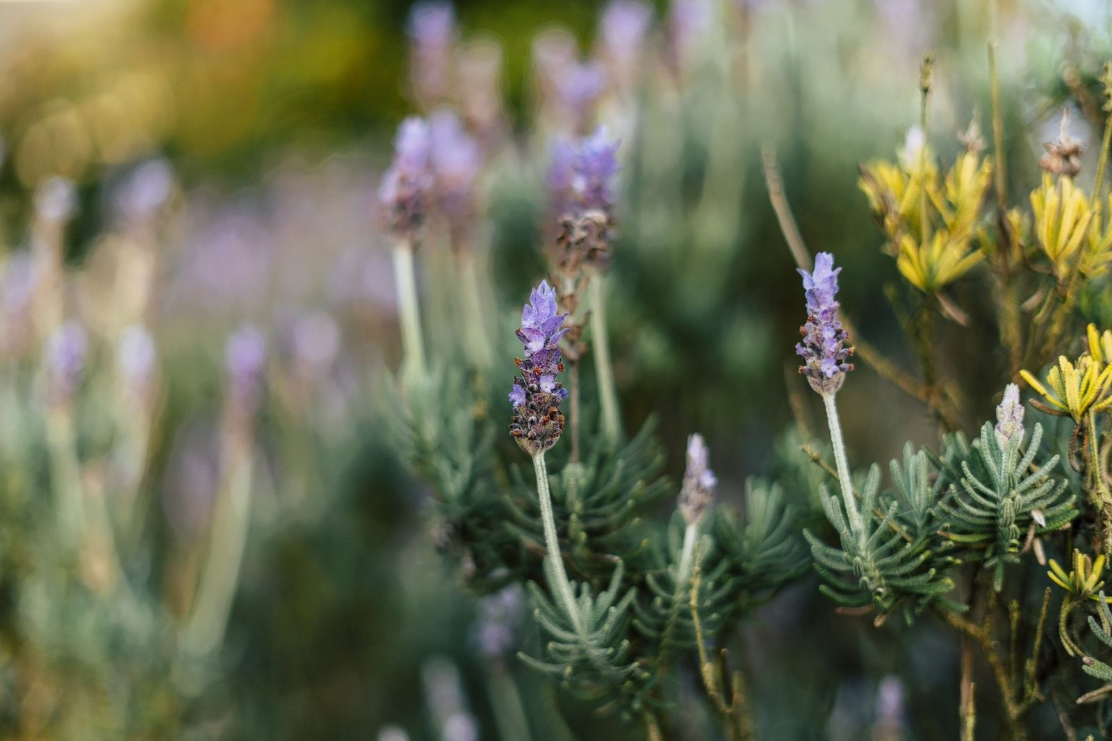 A tidy, presentable garden ready for an open home